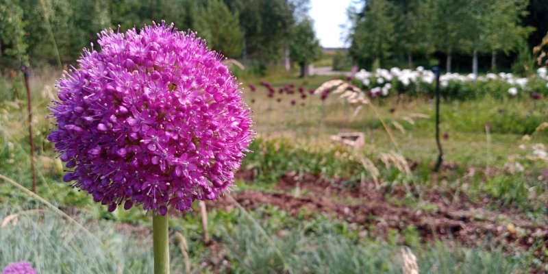 Allium 'His Excellency' Lauk